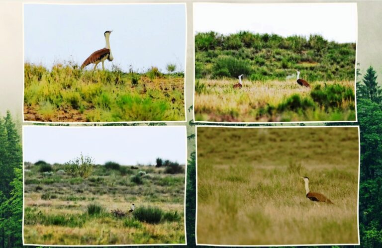 Punjab Launches First Comprehensive Wildlife and Botanical Survey to Protect Biodiversity Amid Climate Threats