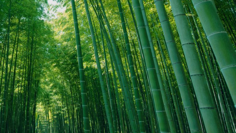 Bamboo: A Green Ally in the Fight Against Climate Change